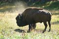 014 Amerikanischer Bison - Buffalo